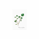 Postkarte Koriander