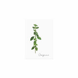 Postkarte Oregano