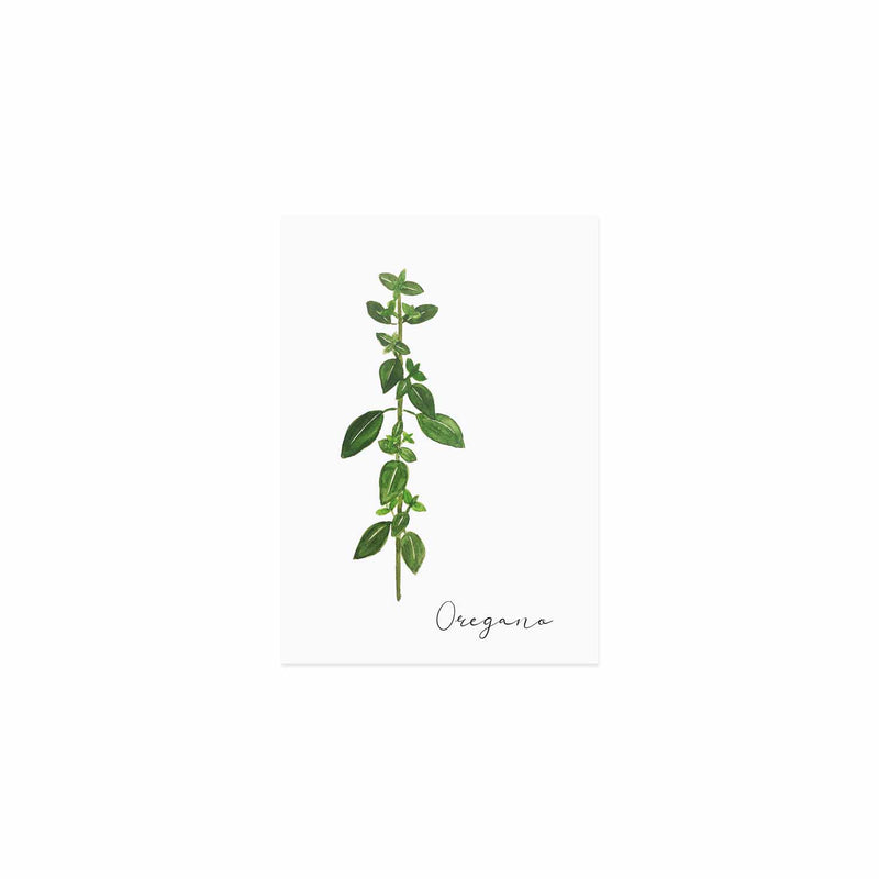 Postkarte Oregano